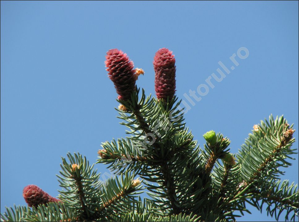 Molidul intepator argintiu (Picea pungens ‚argentea’)