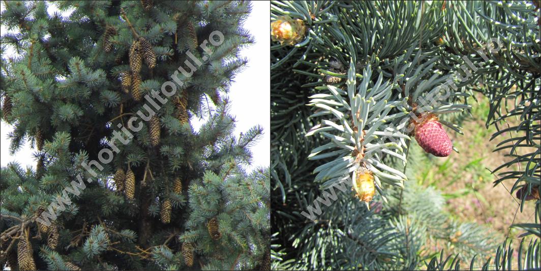 Molidul intepator argintiu (Picea pungens ‚argentea’)