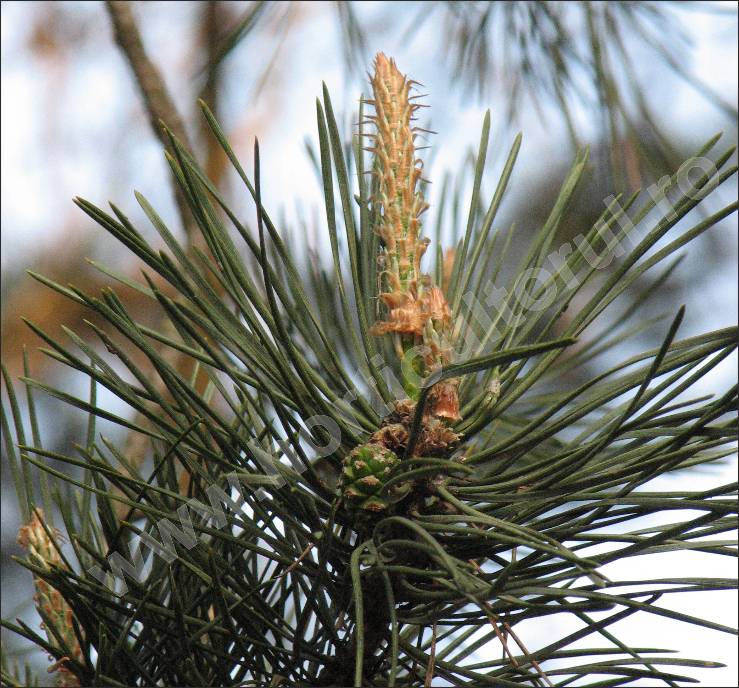 Pin silvestru Pin de padure (Pinus sylvestris) | Horticultorul.ro