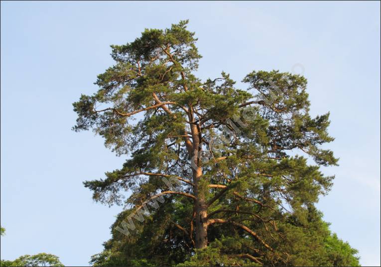 spectrum over there compile Pin silvestru - Pin de padure (Pinus sylvestris) | Horticultorul.ro