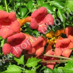 Campsis-radicans-inmultire
