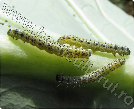 Fluturele-alb-al-verzei-omida-larva