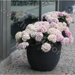 Fig. 4 Hortensie (Hydrangea hortensis)