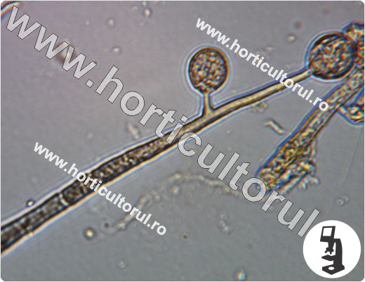 Fig. 7 Phytophthora infestans, conidiofori cu conidii