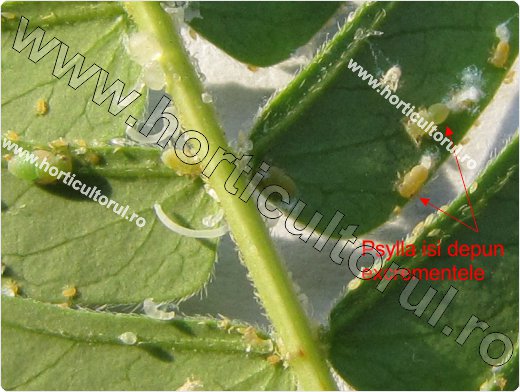 Fig. 1 Psylla de Albizia (Acizzia jamatonica)