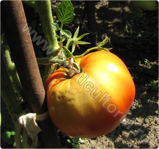Arsura solara la Tomate -Rosii_4