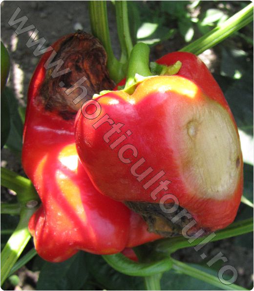 Carenta de calciu la Ardei-Blossom End Rot of Pepper_7