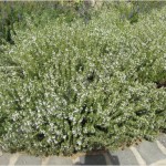 Cultivarea -cultura-cimbrului_Satureja montana