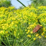 Cultivarea -cultura-mararului_floare_marar