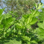Patrunjelul si cultivarea patrunjelului de frunze