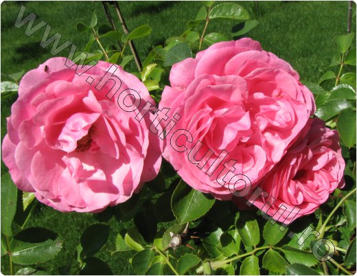 Trandafirul de Damasc_inmultire_recoltare petale_Rosa × dama
