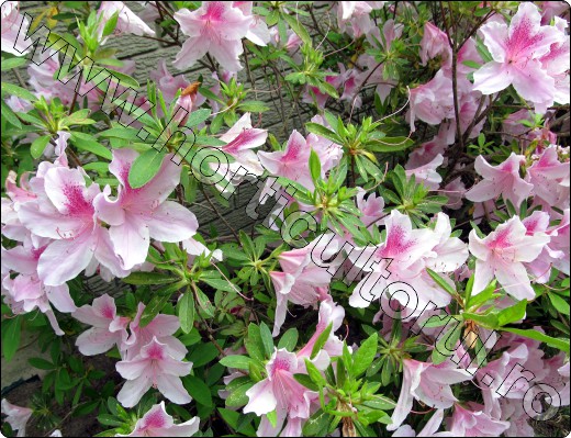 azalea-rododendron-George Tabor
