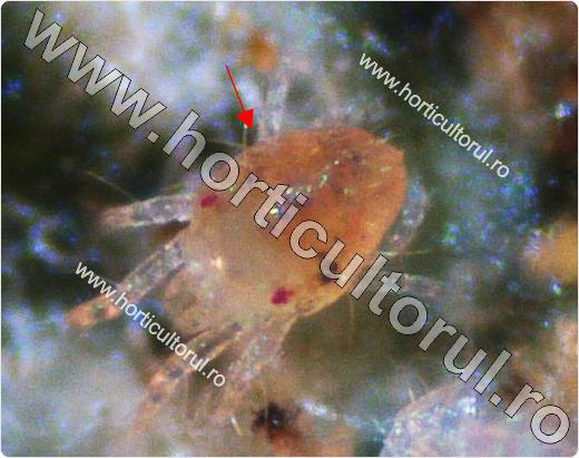 Paianjenul-rosu-comun-Tetranychus-urticae-ou-Microscop