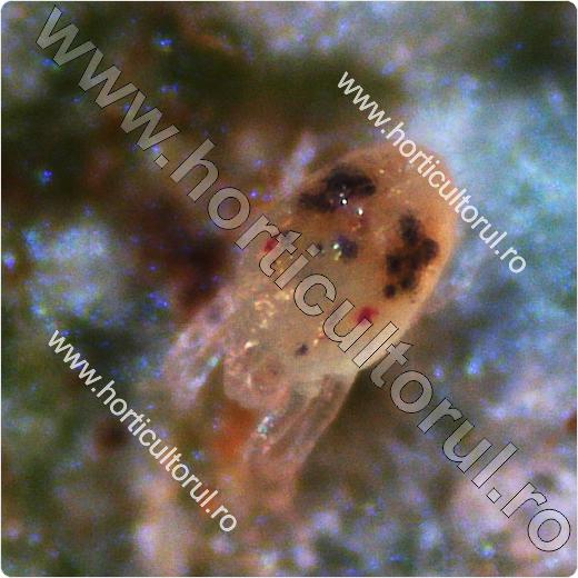 Fig. 10  Paianjenul rosu comun (Tetranychus urticae), la microscop