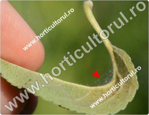 Fig. 5 Acarianul rosu  (Panonychus ulmi)