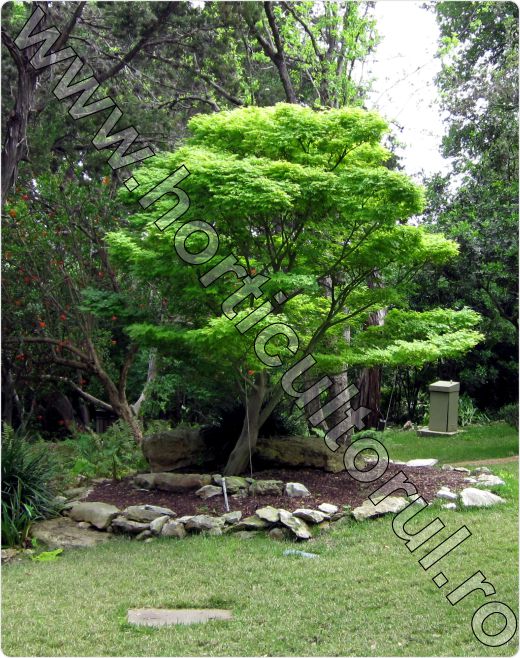 Acer-palmatum