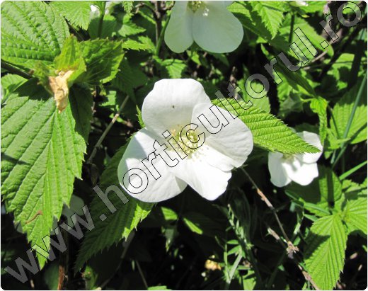 Rhodotypos scandens-flori albe
