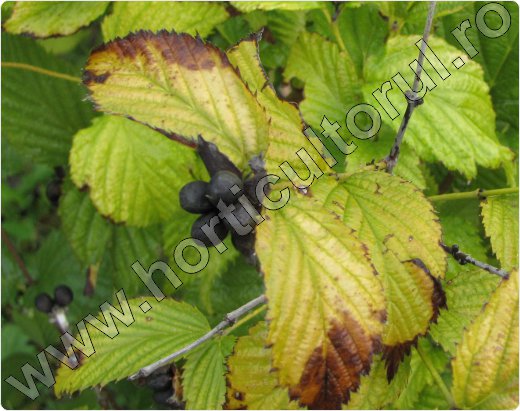 Rhodotypos scandens-fructe