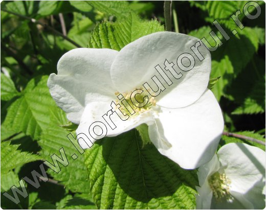 Rhodotypos scandens-ingrijire-plantare
