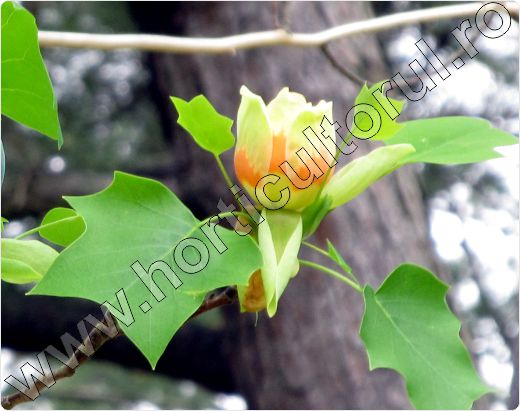 liriodendron-tulipifera