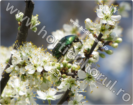 orumbar-Prunus spinosa-cetonia