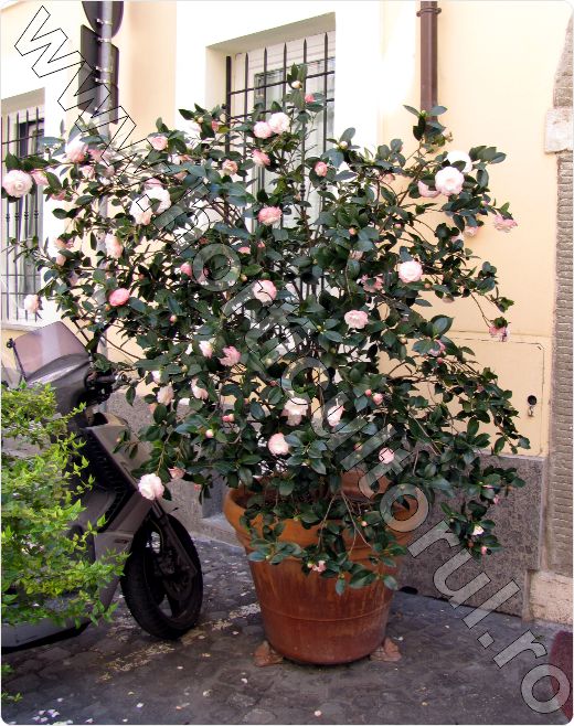 Camellia-Nuccio's Pearl
