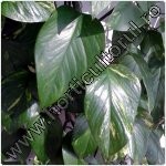 Filodendron-Philodendron