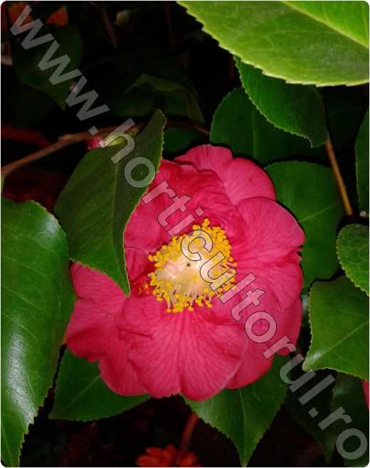 Camellia-rose simple
