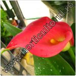 cala-Zantedeschia aethiopica-floare