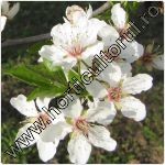 corcodus-Mirobolan-Prunus cerasifera