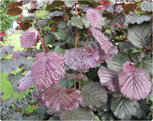 Alunul-cu-frunze-rosii-Corylus-avellana-Purpurea