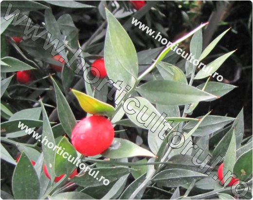 Ghimpe-Ruscus aculeatus-fruct