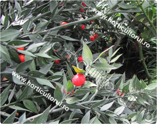 Ghimpe-Ruscus aculeatus-fruct