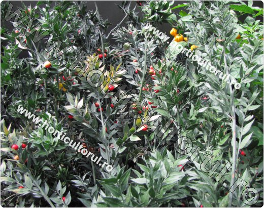 Ghimpe-Ruscus aculeatus-fruct