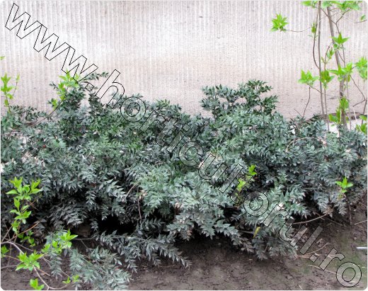 Ruscus aculeatus