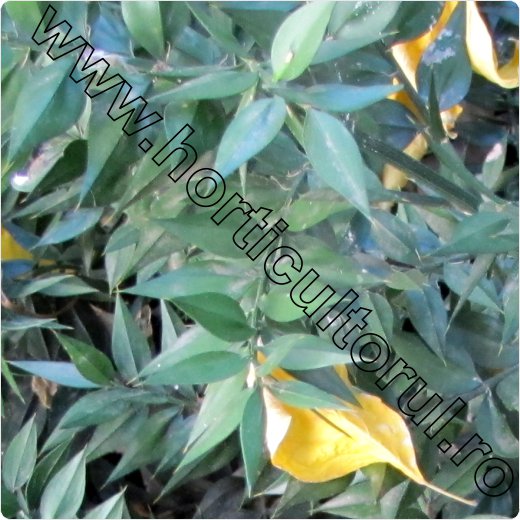 Ruscus aculeatus