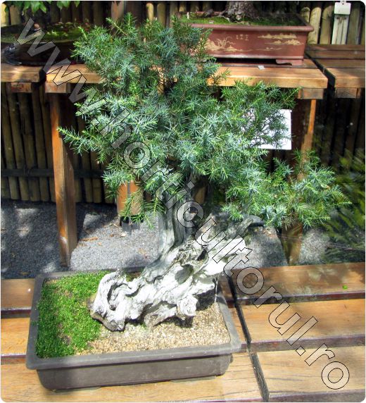 Juniperus-communis-Bonsai