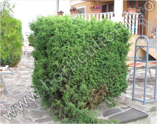 Ienupar-Juniperus-communis