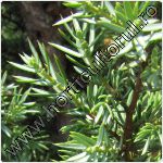 Ienupar - Juniperus communis