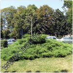 Ienupar tarator-Juniperus sabina