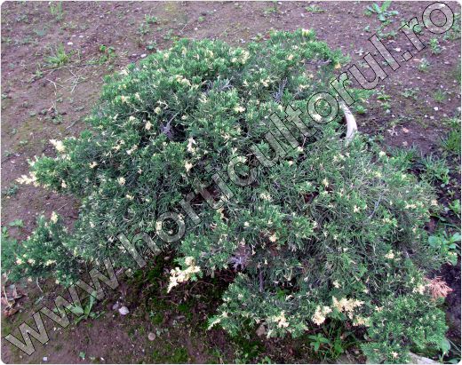 Juniperus-sabina-Szőke