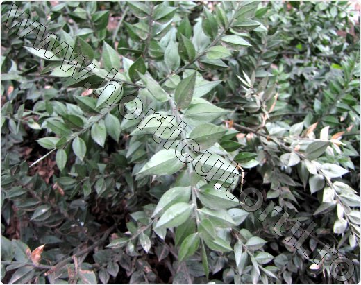 Ruscus aculeatus
