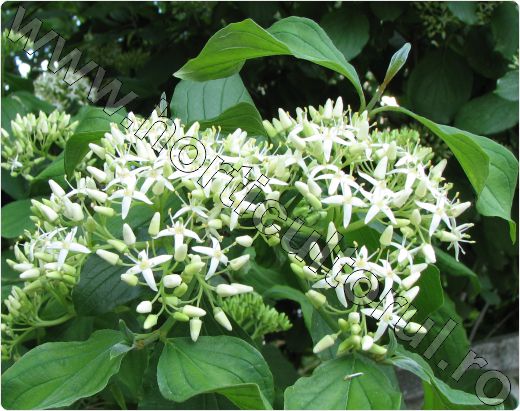 Sanger-Cornus-sanguinea