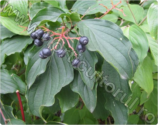 Sanger-Cornus-sanguinea