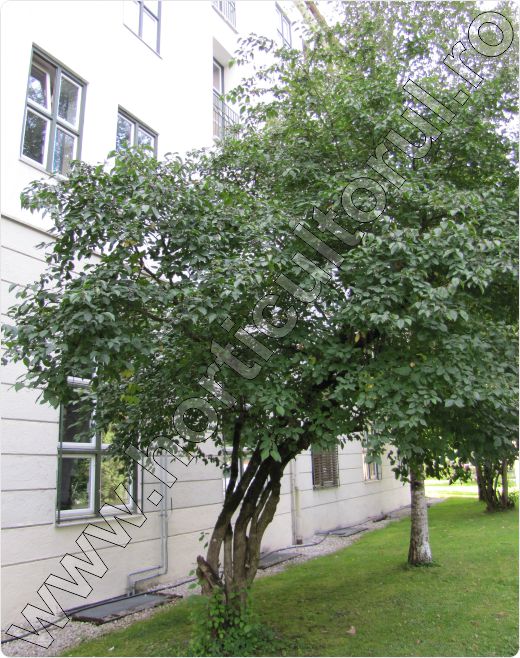 Sanger-Cornus-sanguinea