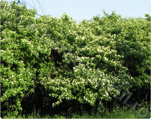 Sanger-Cornus-sanguinea