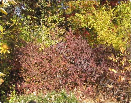 Sanger-Cornus-sanguinea