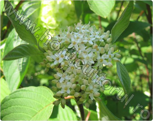 Sanger-Cornus-sanguinea