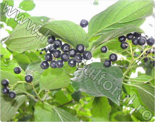 Sanger-Cornus-sanguinea