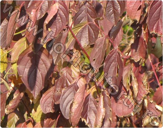 Sanger-Cornus-sanguinea
